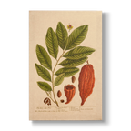 The Coco-Nut Tree - Botanical Print