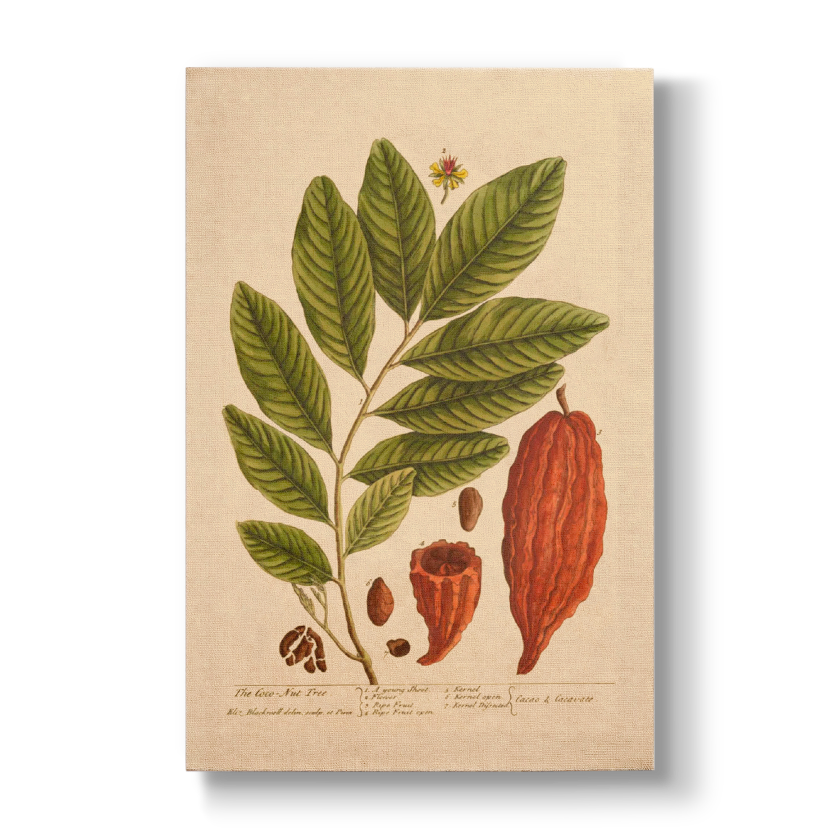 The Coco-Nut Tree - Botanical Print