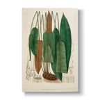 Acrostichum barbatum - Botanical Print