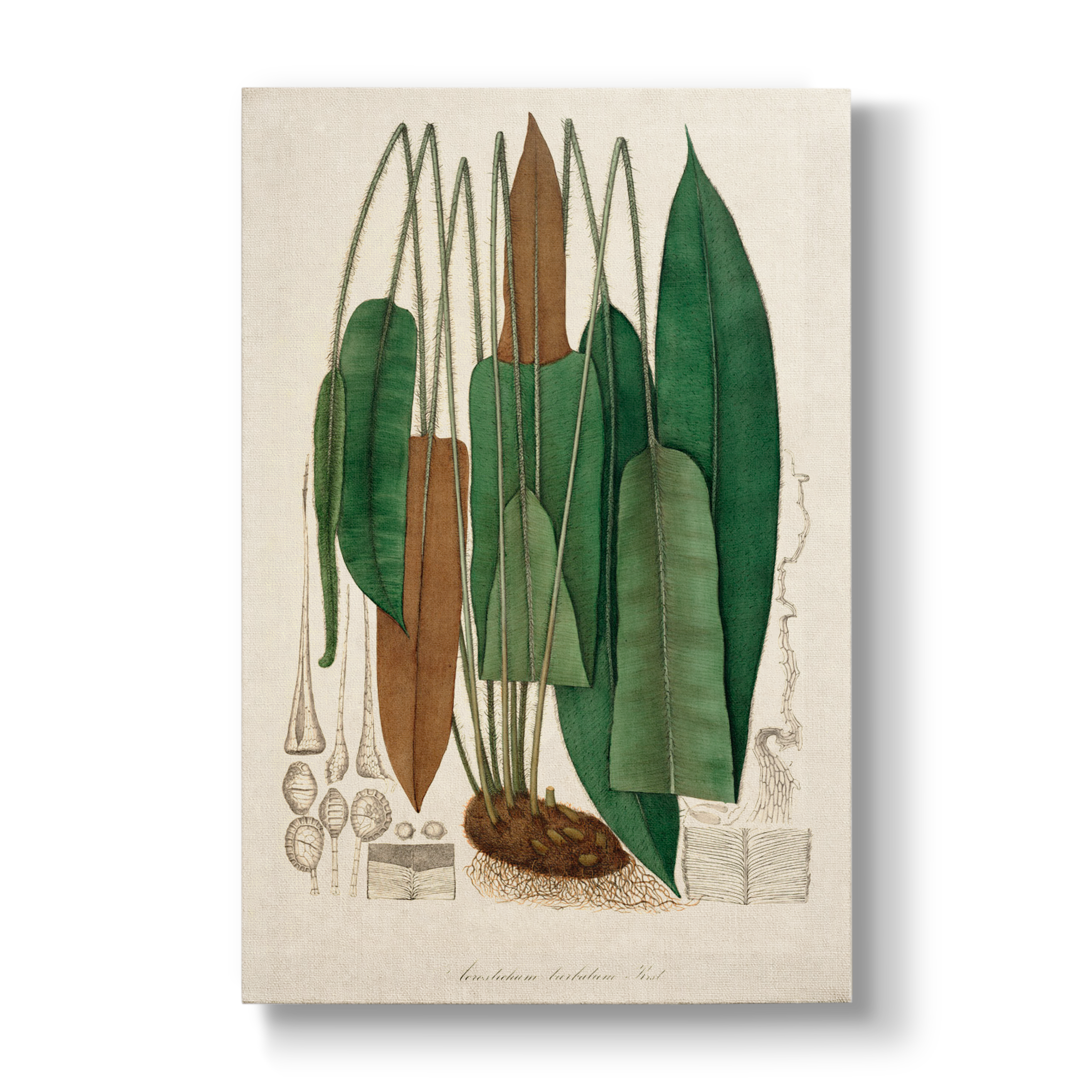 Acrostichum barbatum - Botanical Print
