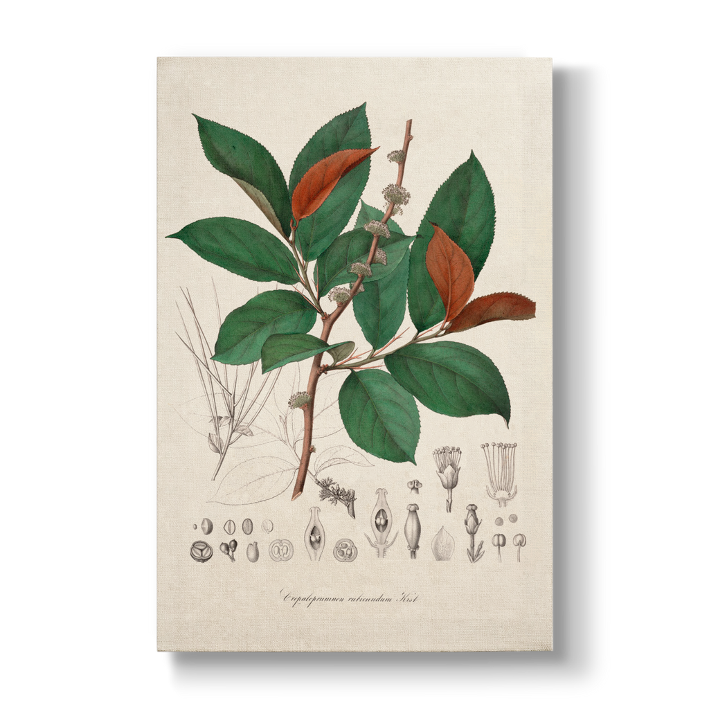 Cephaloprunum rubicundum - Botanical Print