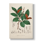 Cephaloprunum rubicundum - Botanical Print