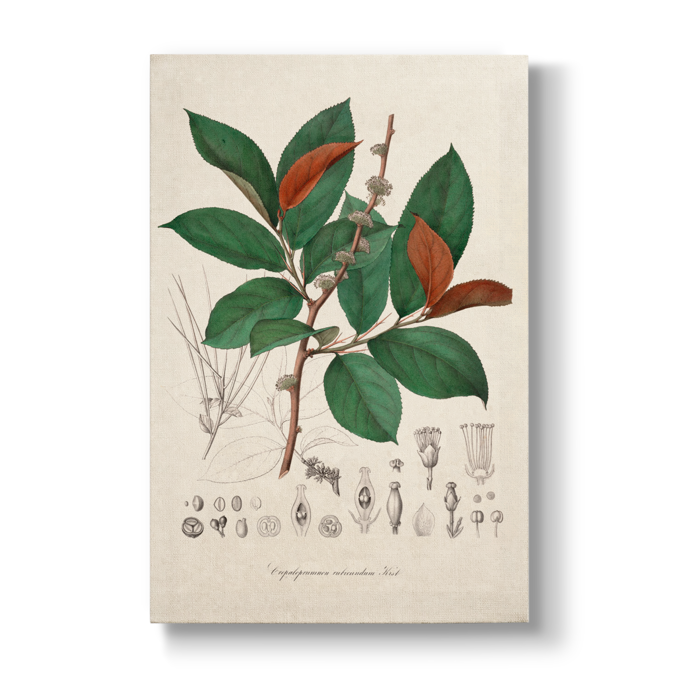 Cephaloprunum rubicundum - Botanical Print